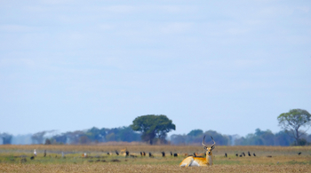 Mukambi Busanga Plains Camp: Rote Moorantilope