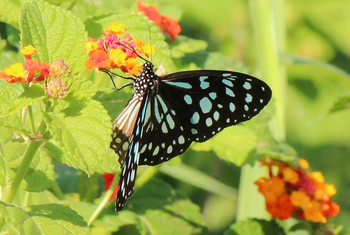 Ndali Lodge: Schmetterling