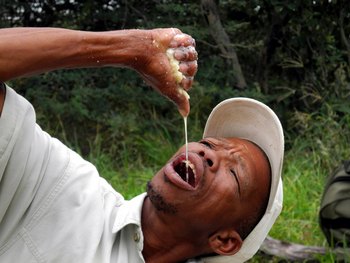 Nxai Pan Camp: Wasser aus Wildkürbissen