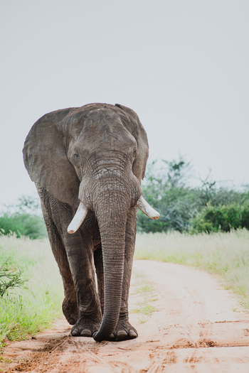 Old Traders Lodge: Elefantenbulle