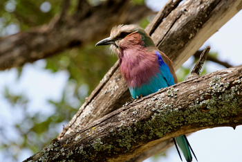 Saruni Mara Camp: Gabelracke