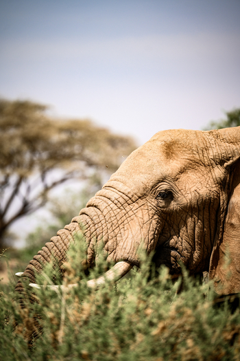 Sasaab: Elefant aus der Nähe