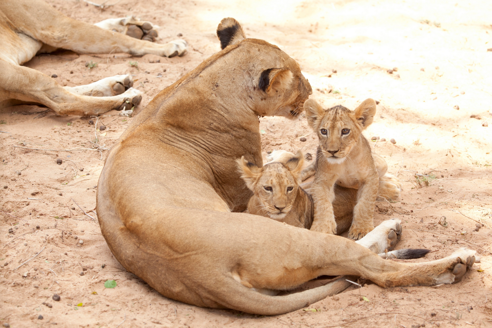 Sasaab Sasaab: Löwin mit Jungtieren