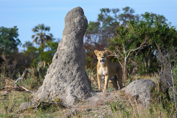 Seba Camp: Termitenbau