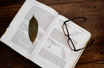 Serian Camp The Original: Buch