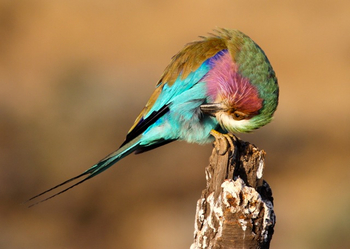 Sirikoi Lodge Sirikoi Lodge: Gabelracke