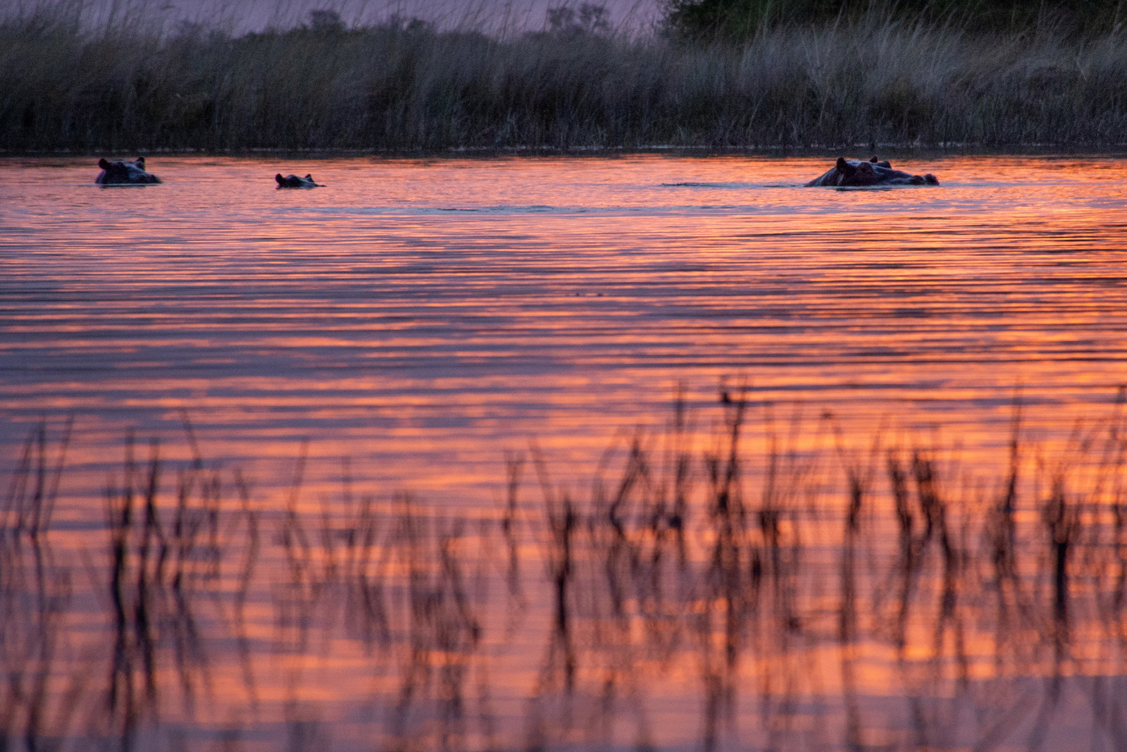 Splash Camp Splash Camp: Nilpferde