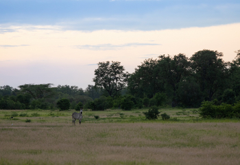Sungani Lodge Sungani Lodge: Zebras