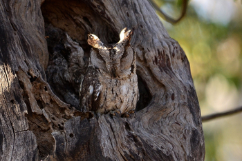 Syna Tiger Resort: Indian Scops Owl