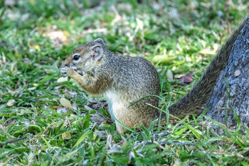 Villa Mushara: Ground Squirrel