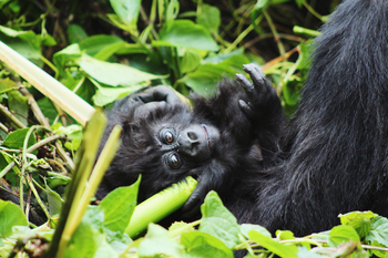 Volcanoes Bwindi Lodge: Baby