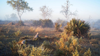 Xigera Safari Lodge Xigera Safari Lodge: Landschaft im Morgendunst