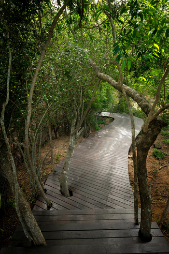 andBeyond Phinda Forest Lodge: Geschwungener Holzsteg mit Lichtflecken im Busch