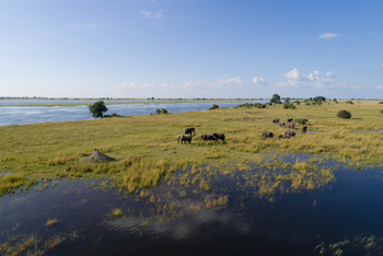 Chobe Savanna Lodge: Fluss-Safari