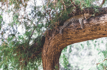 Classic Zambia Safaris Classic Zambia Safaris: Leopard