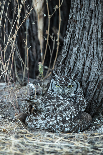 Dinaka Lodge: Spotted Eagle Owl