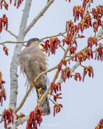 Drenmo Lodge Drenmo Lodge: Shikra