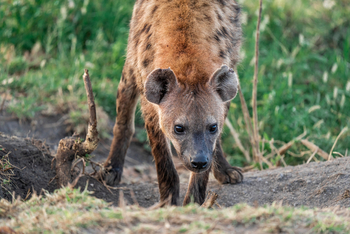 Elewana Serengeti Migration Camp: Hyäne