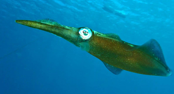 Fundu Lagoon: Tauchen