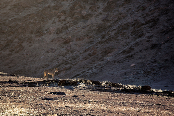 Hoanib Valley Camp Hoanib Valley Camp: Einsame Löwin