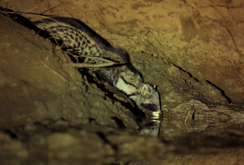 Kavinga Safari Camp: Zibetkatze