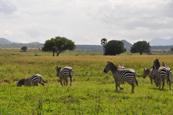 Kidepo National Park: Zebras