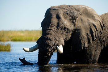 King's Pool Camp King's Pool Camp: Elefantenbulle