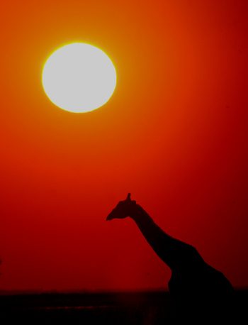 Kwara Camp Kwara Camp: Giraffesilhouette