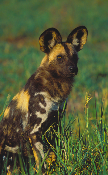 Kwara Camp Kwara Camp: Wildhund