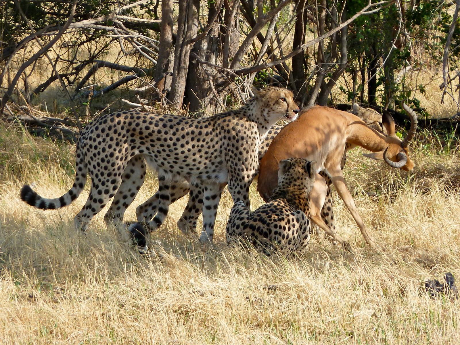 Lebala Camp Lebala Camp: Cheetah Kill