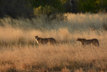 Lebala Camp Lebala Camp: Geparden