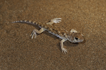Little Kulala: Bellender Gecko