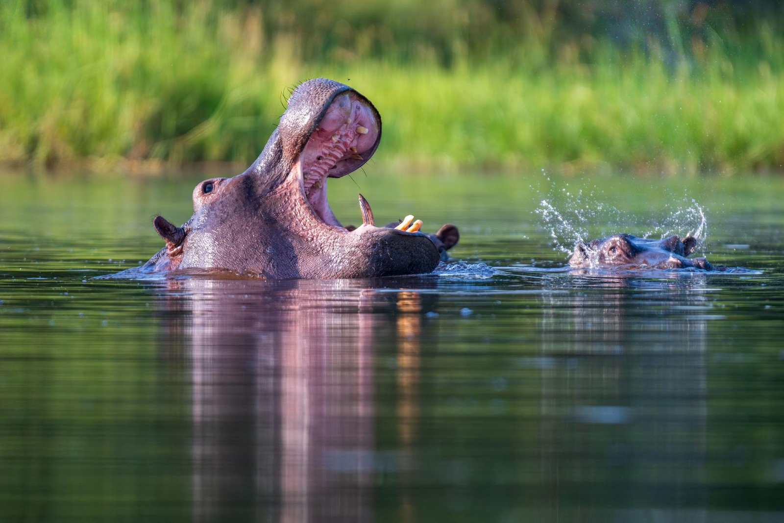 Losika Elephant Camp Losika Elephant Camp: Nilpferd mit offenem Maul an grünen Ufern