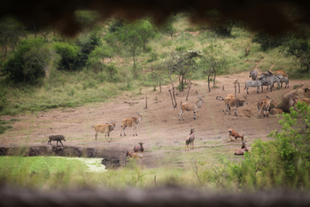 Mihingo Lodge: Zebras, Eland und Topis
