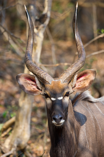 Mkulumadzi Lodge: Nyala