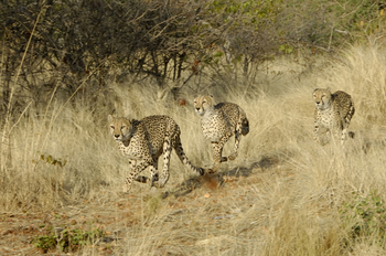 Okutala Lodge: Geparden