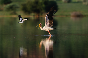 Old Traders Lodge: Nimmersatt-Storch und Lapwing