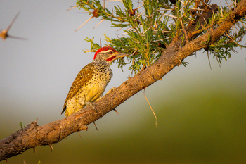 Olkeri Camp: Bennett's Woodpecker