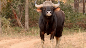 Reni Pani Jungle Lodge: Gaur