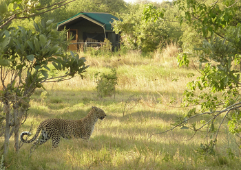 Sango Safari Camp: Streunender Leopard