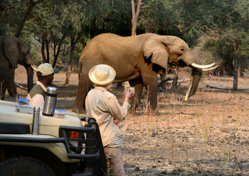 Sausage Tree Camp: Coffee Stop