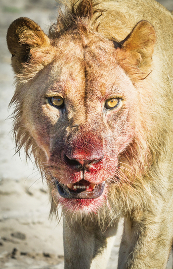 Savute Safari Lodge: Blutige Schnauze