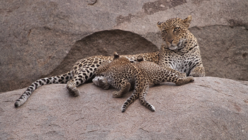 Serian Serengeti Lamai: Leopardenfamilie