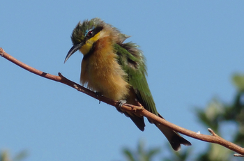 Setari Camp: Little Bee-Eater