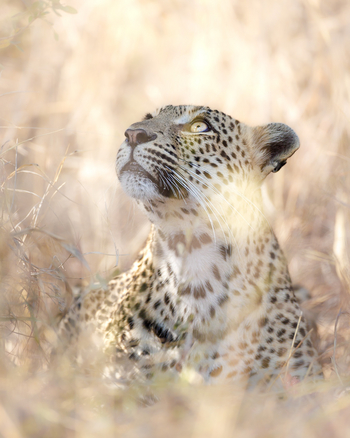 Tanda Tula Safari Camp: Leopard