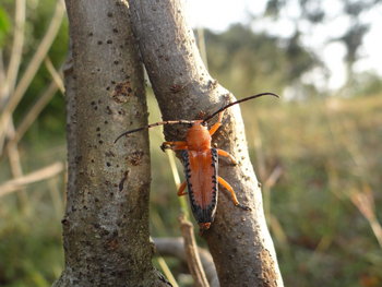 Tathastu Resort Satpura: Longhorn Beetle (Stibara sp.)