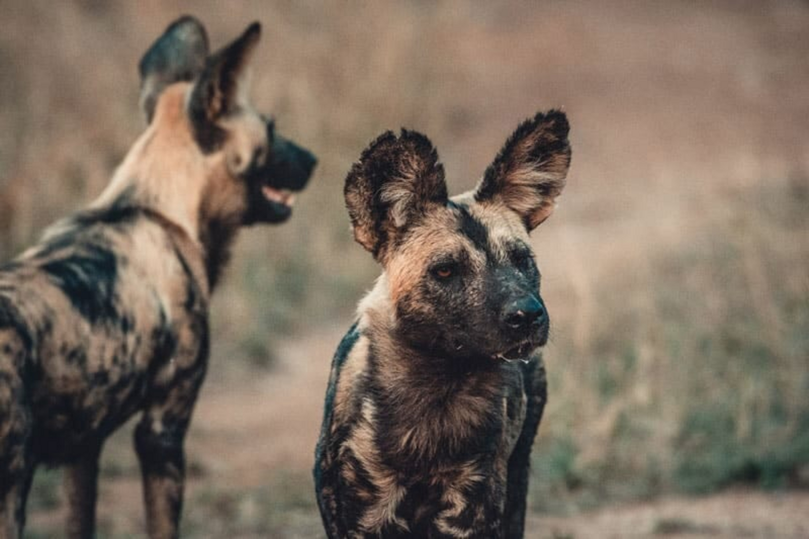 Thornybush Game Lodge Thornybush Game Lodge: Wildhunde