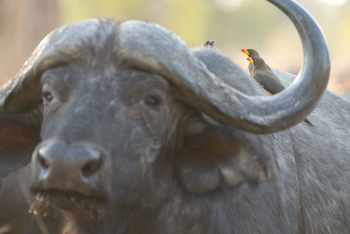Time + Tide South Luangwa: Büffel