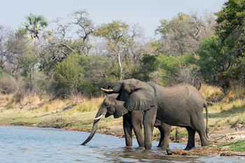 Toka Leya Camp Toka Leya Camp: Zwei Elefanten am Wasser