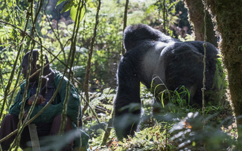 Volcanoes Virunga Lodge: Silverback